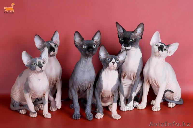 Котята канадского сфинкса - Изображение #1, Объявление #21115