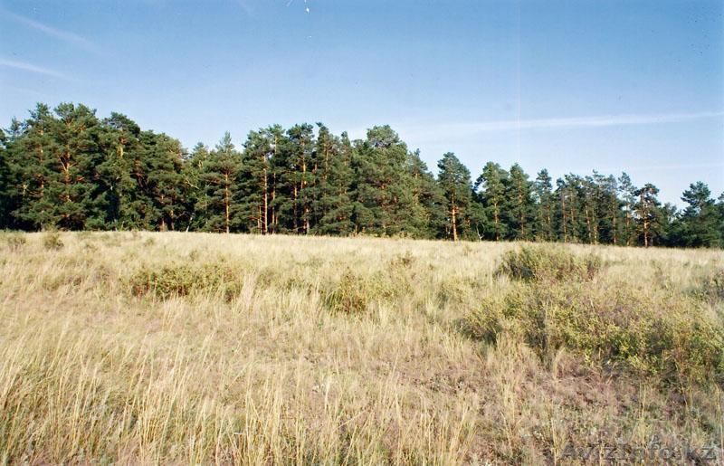 Продам Земельный участок у озеро Жокей - Изображение #1, Объявление #258260