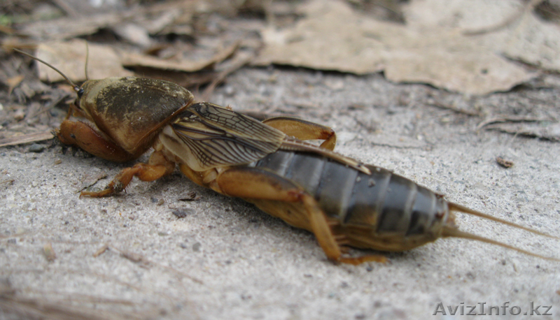 Сушеные медведки для лечения от туберкулеза. - Изображение #1, Объявление #684845