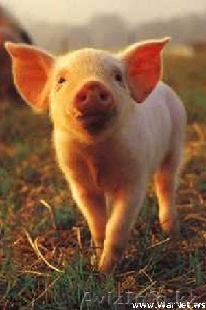 поросята мясной породы - Изображение #1, Объявление #807001