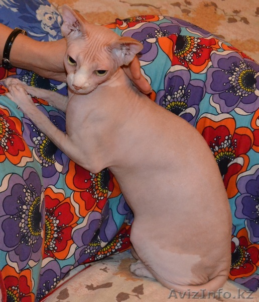 Продам кота породы сфинкс.Недорого! - Изображение #1, Объявление #803682