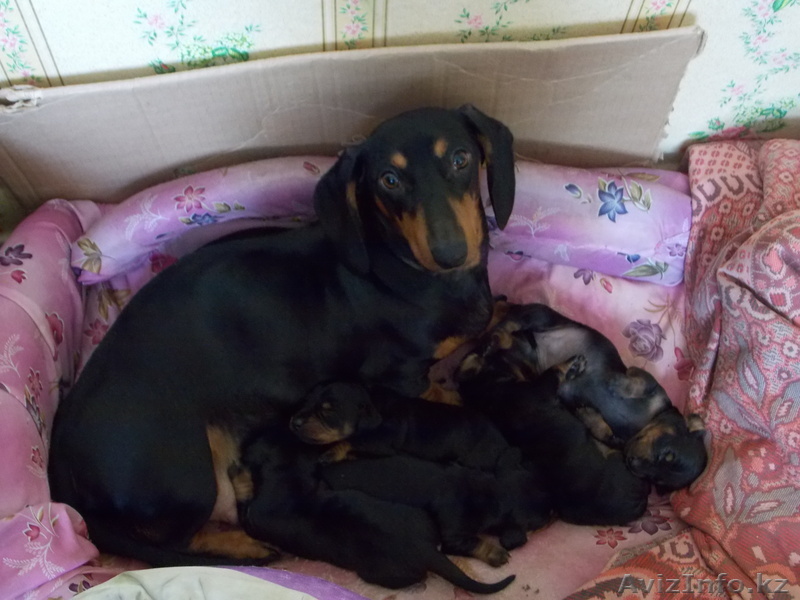 домашнее животное - Изображение #1, Объявление #918641