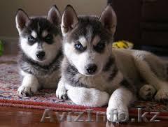 они лучшие Сибирский хаски для свободного принятия - Изображение #1, Объявление #1062382