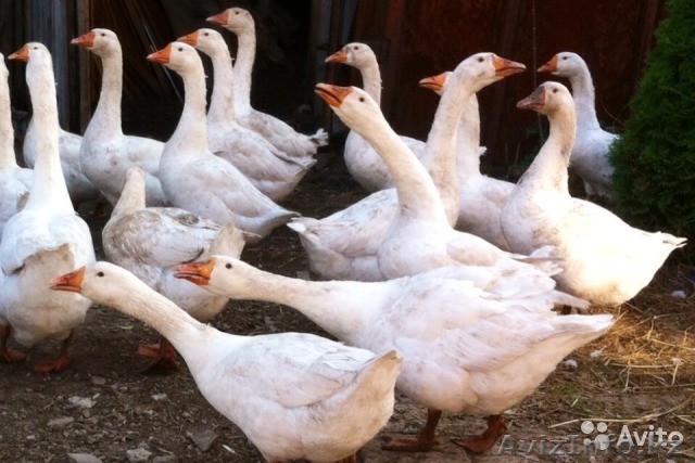 Срочно! Продам гусей итальянской пароды - Изображение #1, Объявление #1343243