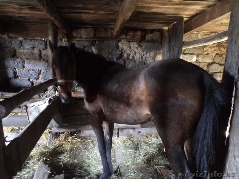 байтал 4 жасар кысыр семіз  - Изображение #1, Объявление #1427865