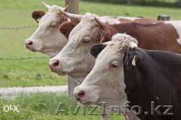 Куплю крупный и мелкий рогатый скот  - Изображение #1, Объявление #1450664