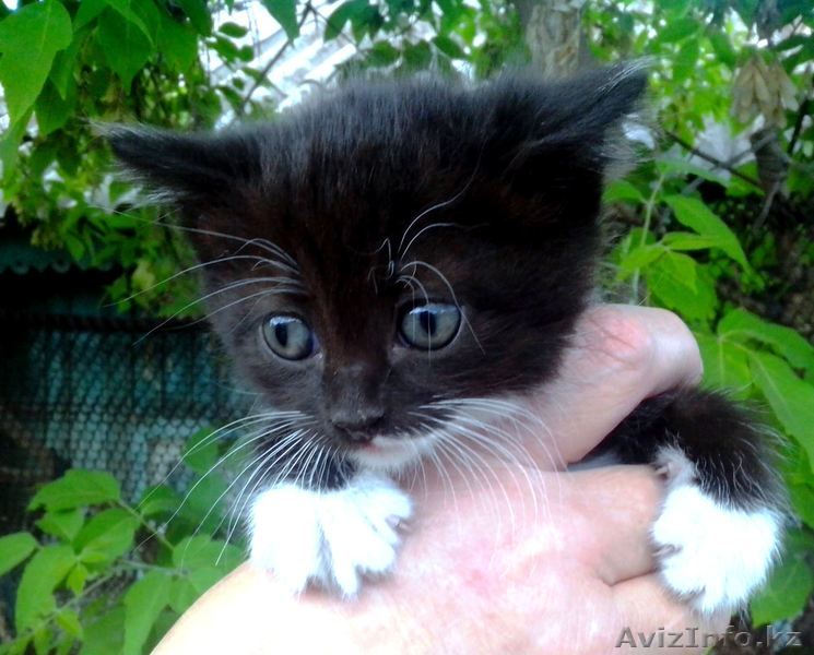 Предлагаю котят от сиамской кошки - Изображение #1, Объявление #1456370