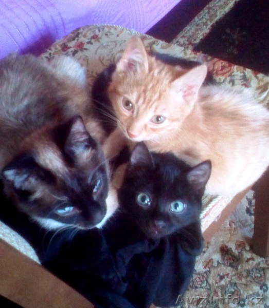 Отдам хороших котят в добрые руки - Изображение #1, Объявление #1601886