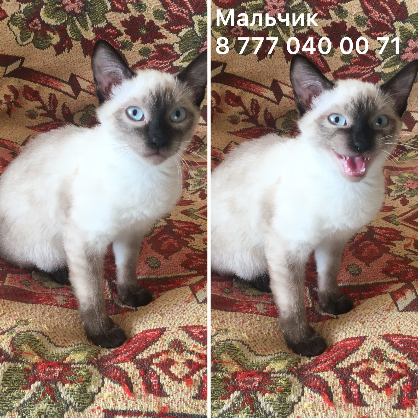 Взрослые кошки  ищут дом ! - Изображение #1, Объявление #1543931