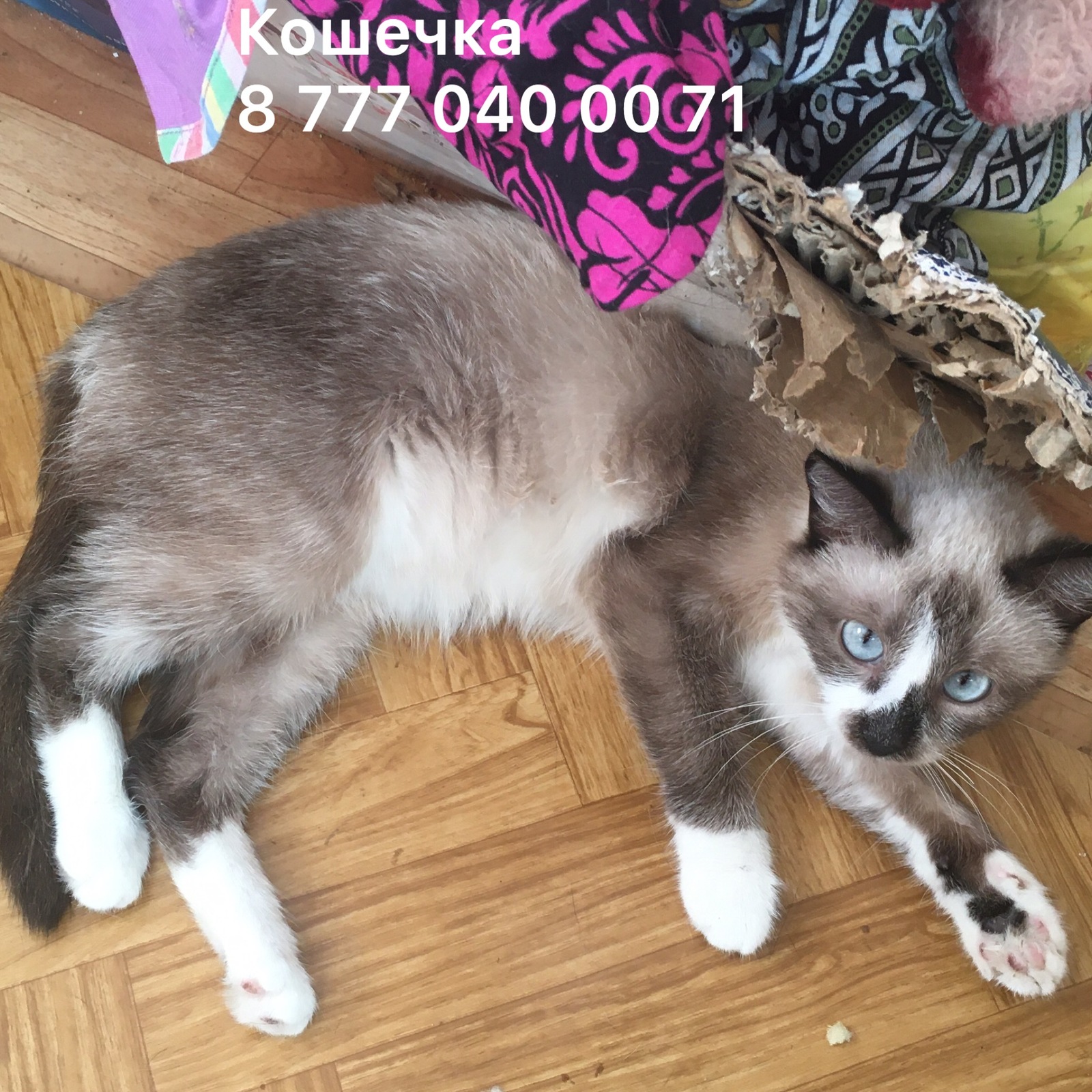 Котята игрули в надежные руки  ! - Изображение #1, Объявление #1563237