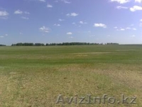 Продам земельный участок (1 га.) в щучинско-боровс - Изображение #2, Объявление #3045