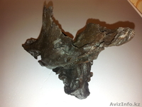 Коряга мангрового дерева  - Изображение #1, Объявление #874578