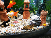 Красивый аквариум Hopar H620  - Изображение #5, Объявление #874564