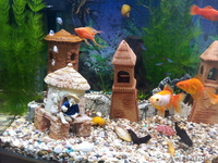 Красивый аквариум Hopar H620  - Изображение #8, Объявление #874564