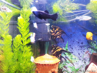 Красивый аквариум Hopar H620  - Изображение #7, Объявление #874564