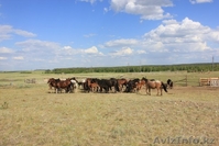 Кумыс из Макинска - Изображение #3, Объявление #912736