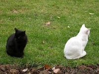 Мурзилка, Сказка, Граф и Мухтар от МБфЗЖ - Изображение #6, Объявление #936764