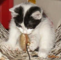 Мурзилка, Сказка, Граф и Мухтар от МБфЗЖ - Изображение #7, Объявление #936764