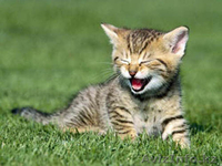 Мурзилка, Сказка, Граф и Мухтар от МБфЗЖ - Изображение #5, Объявление #936764