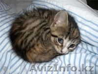 Мурзилка, Сказка, Граф и Мухтар от МБфЗЖ - Изображение #3, Объявление #936764