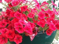 Цветы Петуния  бархатцы Кохия - Изображение #1, Объявление #1025452