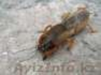 Продаю медведки для лечения туберкулеза. - Изображение #2, Объявление #888268