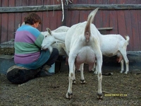 Высокопородный племенной молодняк зааненских коз - Изображение #9, Объявление #1268131