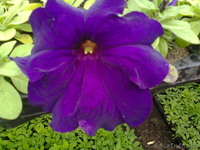 цветы петунья выращенные в теплицах - Изображение #3, Объявление #1262874