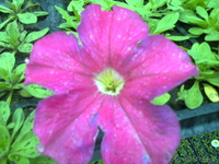 цветы петунья выращенные в теплицах - Изображение #2, Объявление #1262874