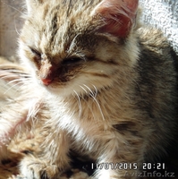 Отдам котят в хорошие руки, можно по отдельности. - Изображение #2, Объявление #1289190