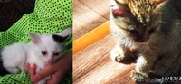 Отдам котят в хорошие руки, можно по отдельности. - Изображение #1, Объявление #1289190