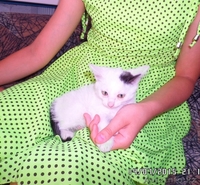 Отдам котят в хорошие руки, можно по отдельности. - Изображение #3, Объявление #1289190