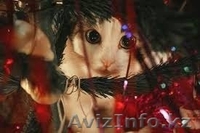 Мурзилка, Сказка, Граф и Мухтар от МБфЗЖ - Изображение #10, Объявление #936764