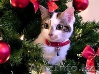 Сказка  и  Мурзик  от МБфондаЗЖ - Изображение #1, Объявление #1015584