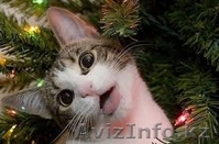 Сказка  и  Мурзик  от МБфондаЗЖ - Изображение #4, Объявление #1015584