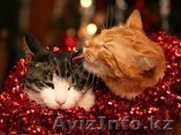 Сказка  и  Мурзик  от МБфондаЗЖ - Изображение #2, Объявление #1015584