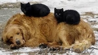 Подарки от Международного Благотворительного Фонда Защиты Животных - Изображение #4, Объявление #1448425
