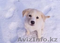 Подарки от Международного Благотворительного Фонда Защиты Животных - Изображение #7, Объявление #1448425
