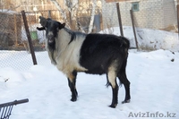 Для дома..для души и немного для бизнеса - Изображение #1, Объявление #1485915