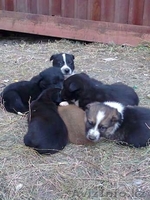 Умные и Надёжные - в ДОБРЫЕ руки (МБфондЗЖ "Переведи Взгляд")  - Изображение #5, Объявление #1507617