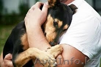 Умные и Надёжные - в ДОБРЫЕ руки (МБфондЗЖ "Переведи Взгляд")  - Изображение #4, Объявление #1507617