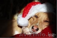 Умные и Надёжные - в ДОБРЫЕ руки (МБфондЗЖ "Переведи Взгляд")  - Изображение #9, Объявление #1507617