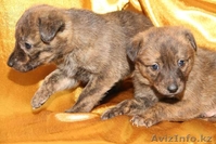 Умные и Надёжные - в ДОБРЫЕ руки (МБфондЗЖ "Переведи Взгляд")  - Изображение #3, Объявление #1507617