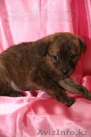 Умные и Надёжные - в ДОБРЫЕ руки (МБфондЗЖ "Переведи Взгляд")  - Изображение #8, Объявление #1507617