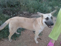 Взрослые собаки ищут дом  ! - Изображение #1, Объявление #1543927