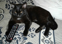 Кастрированные котики  ! - Изображение #1, Объявление #1543930