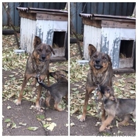 Взрослые собаки ищут дом  ! - Изображение #3, Объявление #1543927