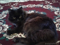 Кастрированные котики  ! - Изображение #2, Объявление #1543930