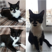 Кастрированные котики  ! - Изображение #3, Объявление #1543930