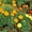 Цветы Петуния  бархатцы Кохия #1025452